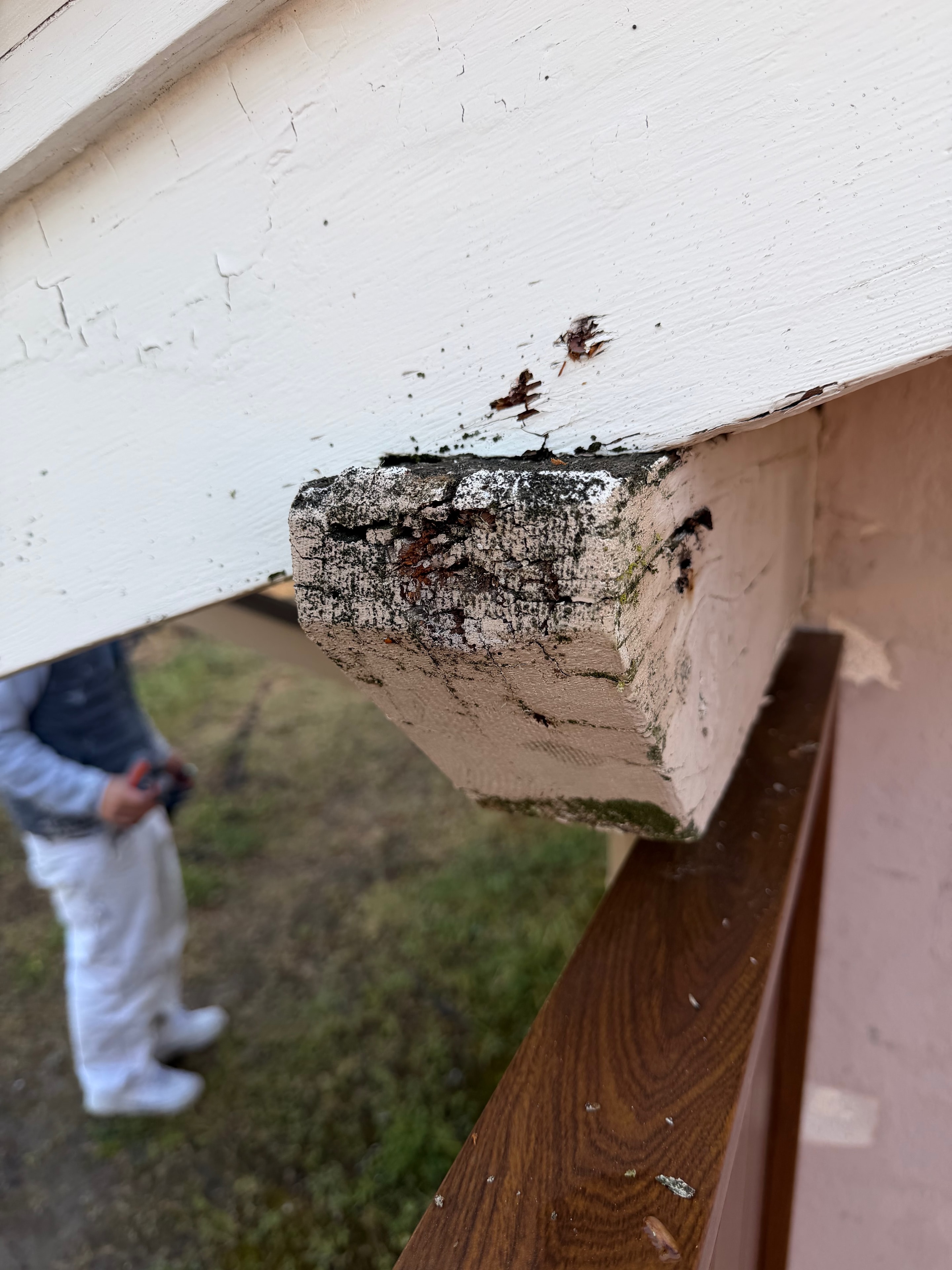 Dry Rot Repair — Moraga